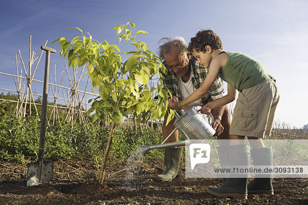 Grandfather and grandson planting tree