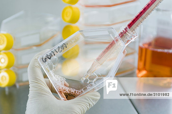 Stammzellenforschung am Max-Planck-Institut für Molekulare Genetik  Laborant bei der kultivierung von Stammzellen  Berlin  Deutschland
