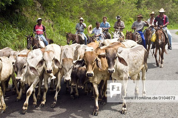 Kuba  El Cobre  Landwirte und Rinder