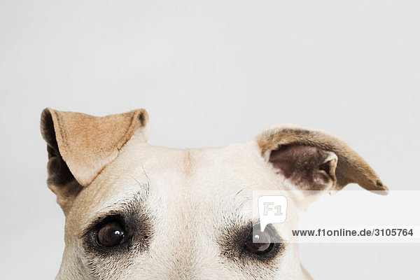 Augen eines Pitbull-Terriers