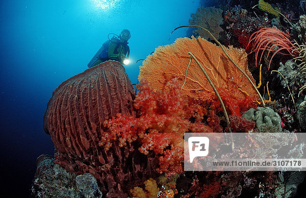 Scuba diver in coral reef  Raja Ampat Islands  Indonesia  Indian Ocean  underwater shot