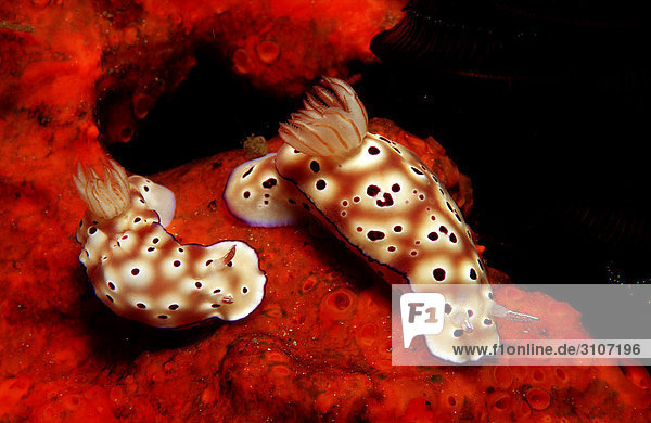 Two nudibranches (Risbecia tryoni) on red sponge Komodo National Park Indonesia