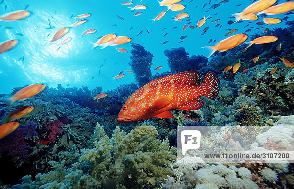 Juwelen-Zackenbarsch (Cephalopholis miniata) und Fischschwarm in Korallenriff  Brother Islands  Ägypten  Rotes Meer  Seitenansicht Fischschwarm