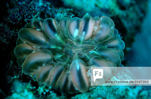 Fluorescent hard coral  Sipadan  Malaysia  Pacific Ocean  close-up