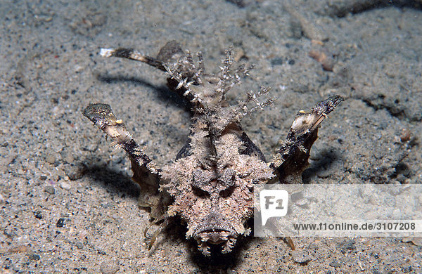 Caledonien Stinger (Inimicus caledonicus) on sea bed  Papua New Guinea  Pacific Ocean  elevated view