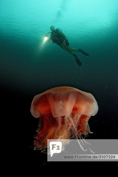 Moon Jellyfish (Aurelia aurita) and scuba diver  Norway  Atlantic ocean  underwater shot