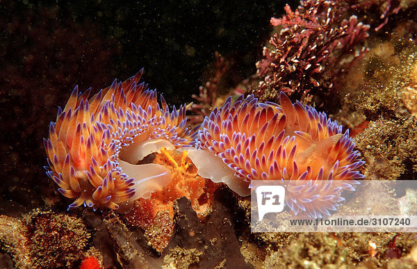 Mating nudibranches (Godiva quadricolor) Tsitsikamma National Park Republic of South Africa underwater shot