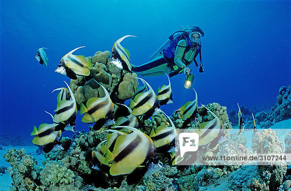 Red sea Bannerfishes (Hiniochus intermedius) and scuba diver in coral reef  Hurghada  Egypt  Red Sea