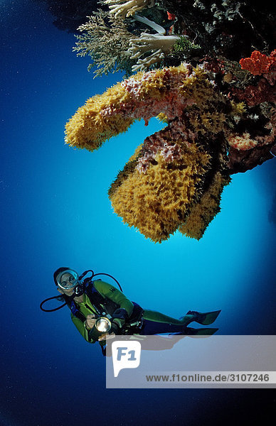 Scuba diver in coral reef  Sulawesi  Indonesia  Banda Sea  underwater shot