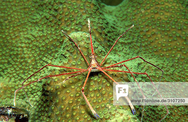 Spinnenkrabbe (Stenorhynchus seticornus) auf Koralle  Britische Jungferninseln  Karibisches Meer
