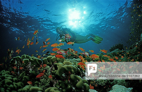 School of Harem Flag Basslets (Pseudanthias squamipinnis) and scuba diver in coral reef  Egypt  Red Sea