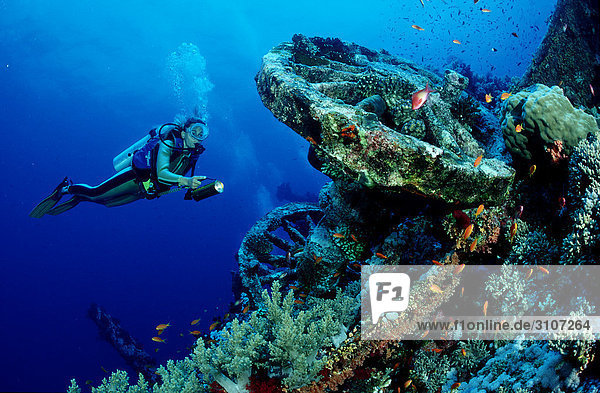 Scuba diver exploring wreck of a train (on wreck of Aida)  Brother Islands  Red Sea  Egypt