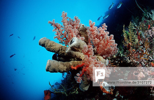 Farbenprächtiges Korallenriff  Sulawesi  Indonesien  Bandasee  Unterwasseraufnahme