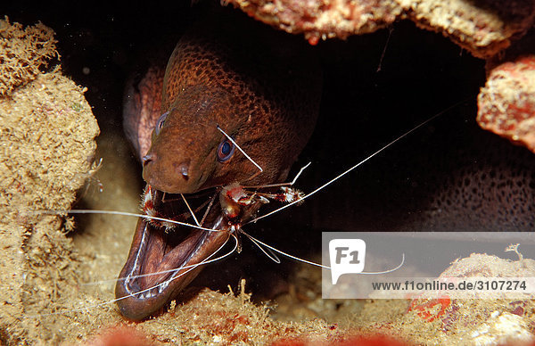 Cleaner shrimp (Stenopus hispidus) cleaning mouth of Yellow-margined moray (Gymnothorax flavimarginatus) Djibouti Gulf of Aden close-up