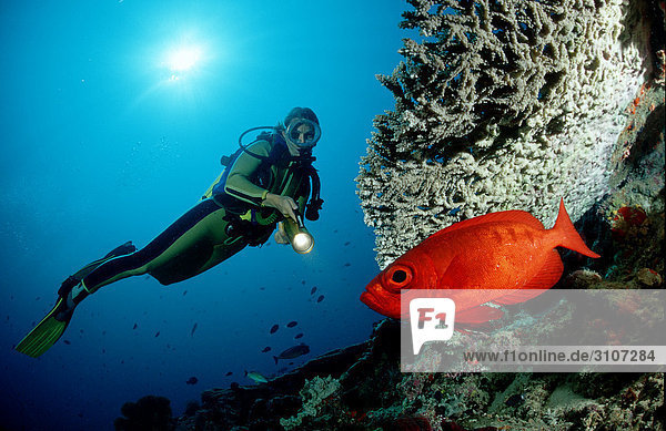 Scuba diver discovering Crescent-tail bigeye (Priacanthus hamrur) in reef  St. Johns Reef  Egypt  Red Sea  underwater shot