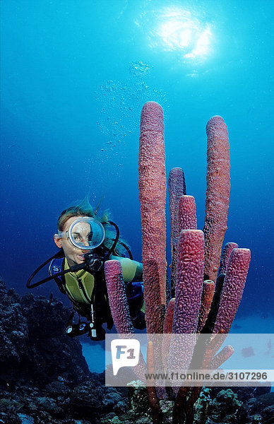 Scuba diver discovering red tube sponge  British Virgin Islands  Caribbean Sea  underwater shot