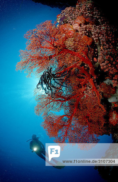 Scuba diver in reef with red soft corals  Komodo National Park  Indonesia