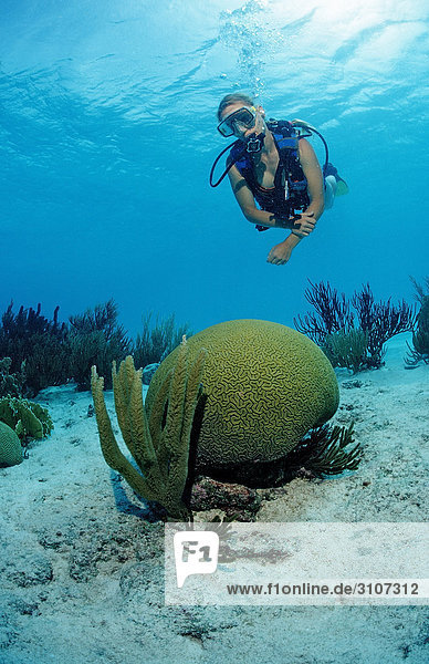 Scuba diver in coral reef  Bonaire  Netherlands Antilles  Caribbean Sea  underwater shot