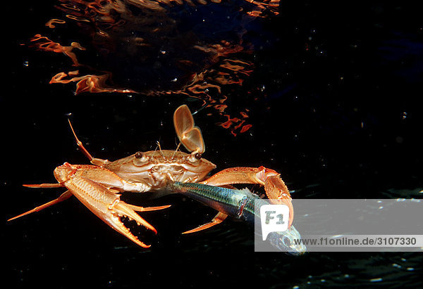 Red-legged Swimming Crab (Portunus convexus) eating fish  Djibuti  Gulf of Aden  Indian Ocean  front view