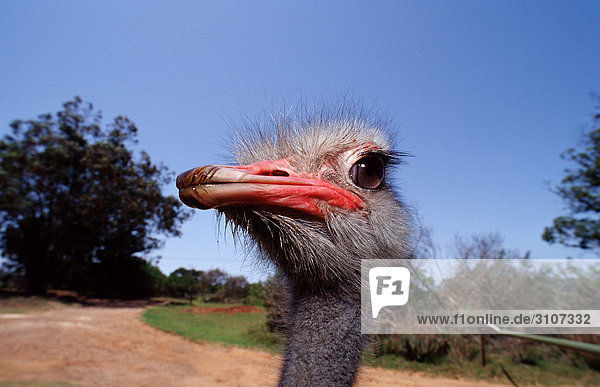 Head of a South African Ostrich (Struthio camelus australis) Addo Elephant National Park South Africa close-up