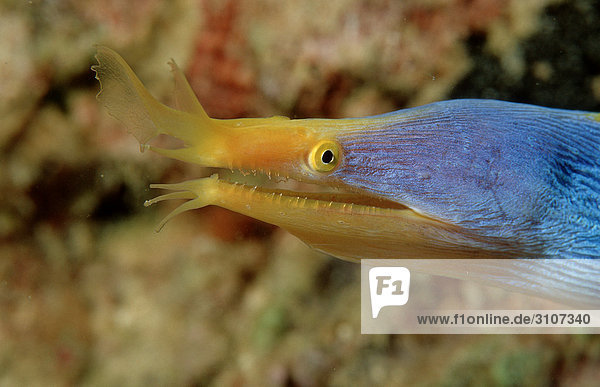 Ribbon Eel (Rhinomuraena quaesita) Mabul Malaysia Pacific Ocean close-up