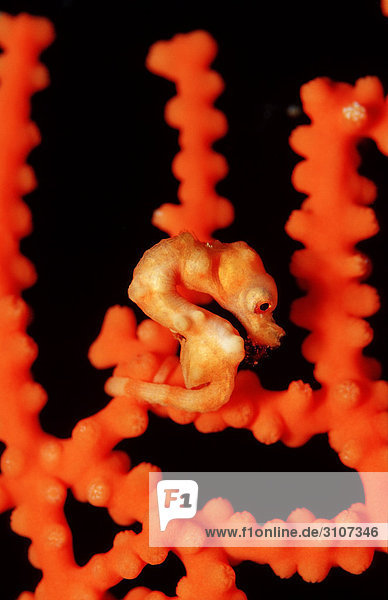 Denise pygmy seahorse (Hippocampus denise) on sea fan coral side view