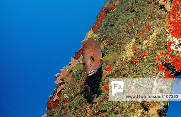 Gray snapper (Lutjanus griseus) Bonaire Netherlands Antilles Caribbean Sea underwater shot