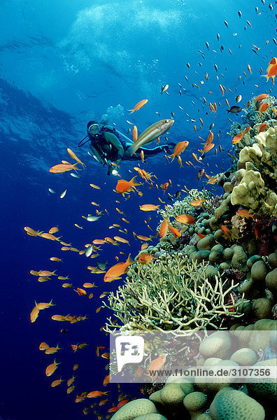Taucher in Korallenriff  Sinai  Ägypten  Rotes Meer  Unterwasseraufnahme Unterwasseraufnahme