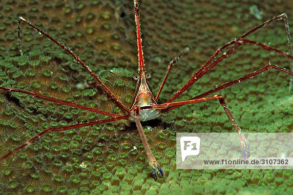 Spider Crab (Stenorhynchus seticornus) on coral  British Virgin Islands  Caribbean Sea