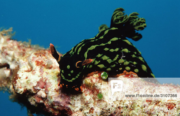 Sea slug (Nembrotha kubaryana) on coral Panglao Island Mindanao Sea Philippines underwater shot