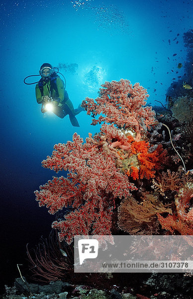 Taucher in Korallenriff  Sulawesi  Indonesien  Bandasee  Unterwasseraufnahme