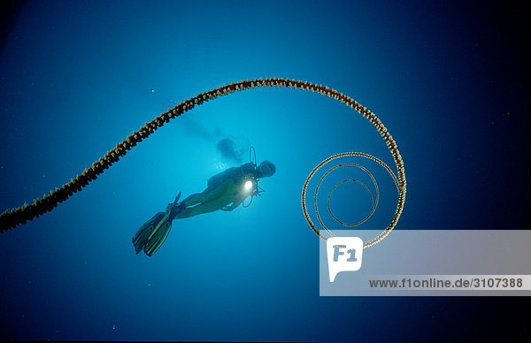 Spiral wire coral (Cirrhipathes spiralis) and scuba diver  Ari Atoll  Maldives  Indian Ocean  underwater shot