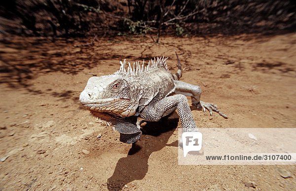 Green Leguan (Iguana iguana) Washington Slagbaai National Park Bonaire Netherlands Antilles