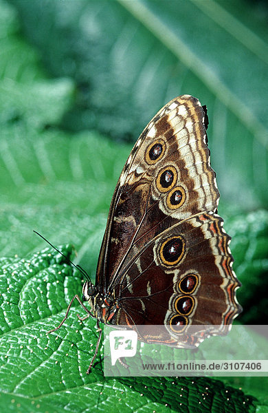 Peleides Blue Morpho (Morpho peleides) La Paz Waterfall Gardens Costa Rica side view