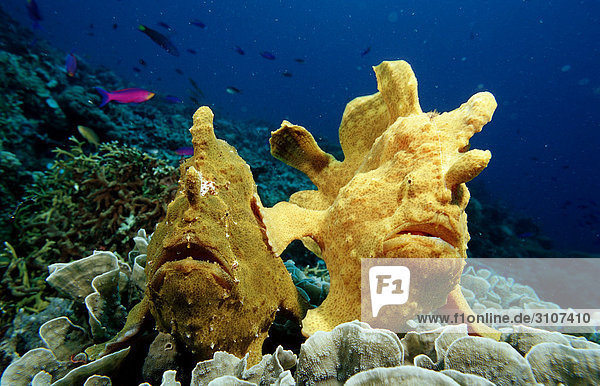 Two Giant frogfishes (Antennarius commersonii) in coral reef  Panglao Island  Philippines  Bohol Sea