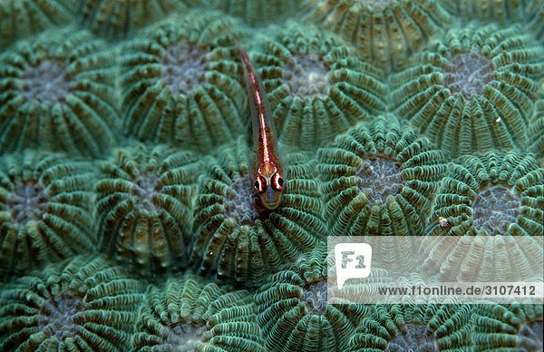 Common ghost goby (Pleurosicya mossambica) on coral  Seychelles  Indian Ocean  view upon