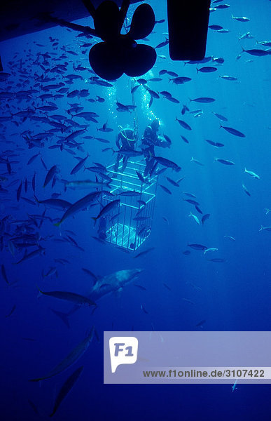 Two Cage divers  Great White Shark (Carcharodon carcharias) and school of fish at the coast of Guadalupe Island  Mexico