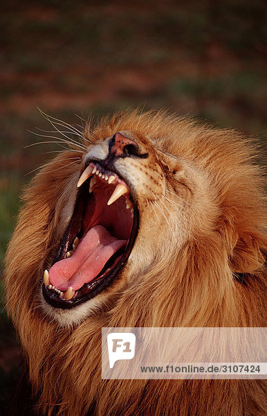 Löwenmännchen (Panthera leo) das Maul aufreißend,  Kruger-Nationalpark,  Republik Südafrika,  Portrait