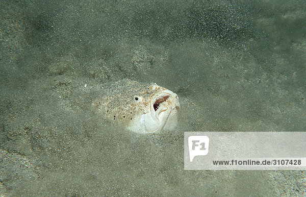 Marbled Stargazer hiding on seabed (Uranoscopus bicinctus) Komodo National Park Indonesia underwater shot