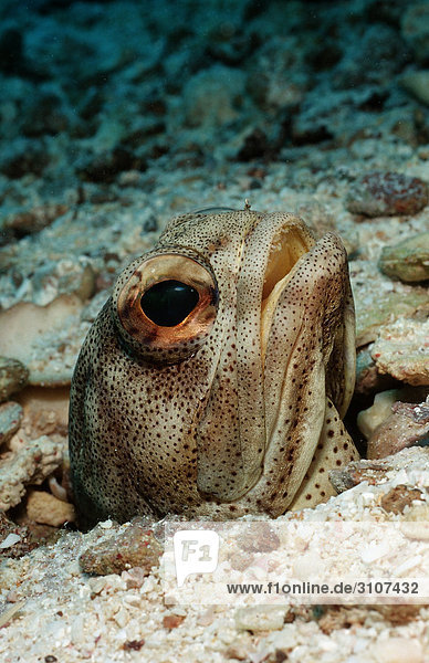 Giant jawfish (Opistognathus rhomaleus) in den La Paz Mexico Sea of Cortez close-up