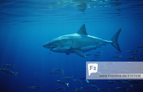 Weißer Hai (Carcharodon carcharias) und Fischschwarm  Dyer Island  Gansbaai  Republik Südafrika  Seitenansicht Fischschwarm