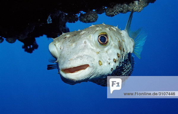Yellowspotted Burrfish (Cyclichthys spilostylus)  Abu Dahab  Egypt  Red Sea  close-up