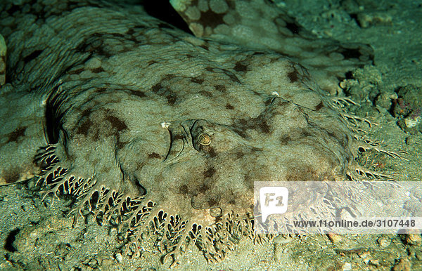 Tasseled Wobbegong (Eucrossorhinchus dasypogon) Papua New Guinea Pacific ocean underwater shot