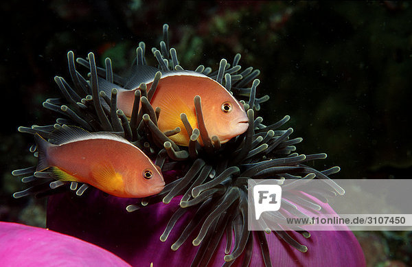Two Skunk anemonefishes (Amphiprion sandaracinos) Myanmar Andaman Sea side view