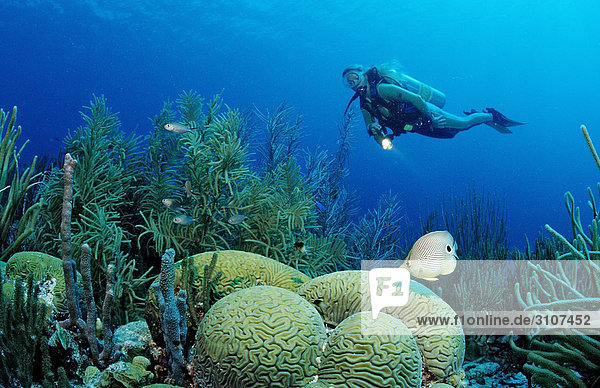 Scuba diver and Foureye Butterflyfish (Chaetodon capistratus) in coral reef  Netherlands Antilles  Bonaire  Caribbean Sea