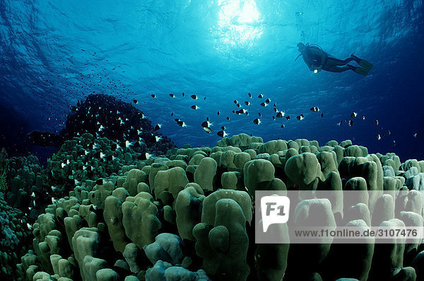 Scuba diver over hard coral reef  Zabargad  Egypt  Red Sea  underwater shot