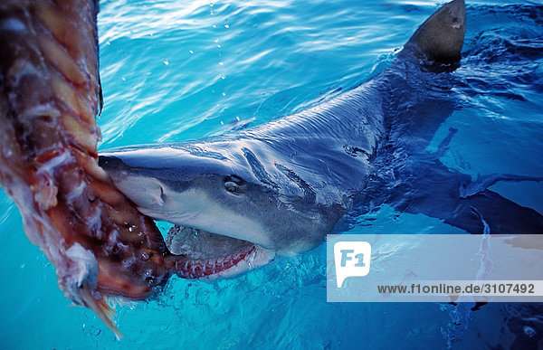 Lemon Shark (Negaprion brevirostris) biting in bait above the waters surface Bahamas Atlantic Ocean