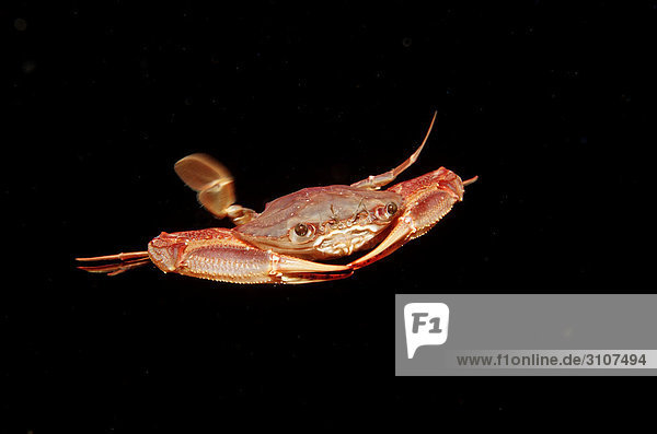 Red-legged Swimming Crab (Portunus convexus)  Djibuti  Gulf of Aden  Indian Ocean  front view