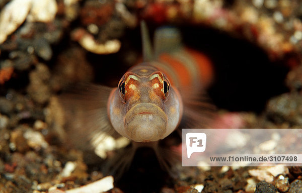 Red-banded prawn-goby (Amlyeleotris fasciata)  Komodo National Park  Indonesia  Indian Ocean  front view