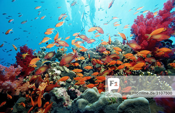 Haremsfahnenbarsche (Pseudanthias squamipinnis) in Korallenriff  Sharm el-Sheikh  Ägypten  Rotes Meer Fischschwarm